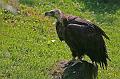 Zoo Schmiding 013